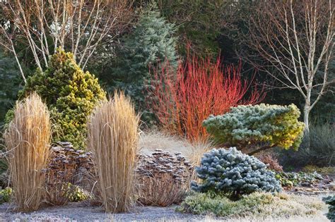 Garden Plants For Winter Interest